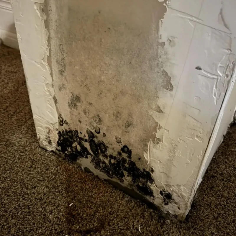 Professional Mold Removal in Melville, LA